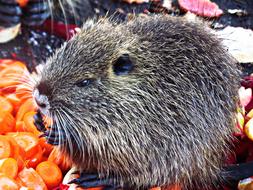 Nutria Animal Mammal