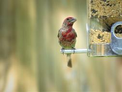 Bird Young Colorful