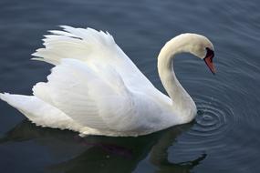 Cute and beautiful, white swan swimming in the water with ripple
