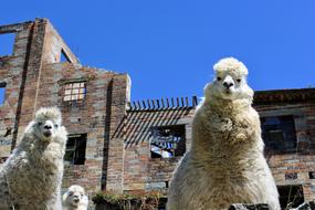 breeding white llamas in the Andes