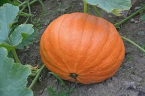 huge pumpkin in the garden