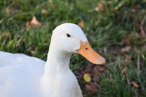 Duck White macro