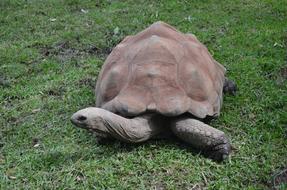 giant galapagos tortoise on the grass