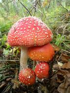 wild forest fly agarics