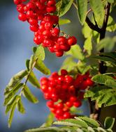 red bunches of berries on the bush