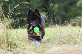 Belgian Shepherd Puppy Dog on field