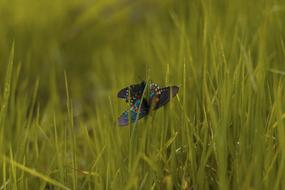 picture of Butterfly Insect at Nature