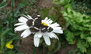 Butterfly on white Flower petals