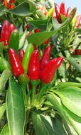 hot peppers bushes