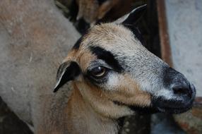 domestic Goat Brown Head