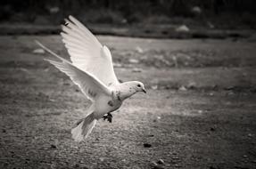 White Pigeon, Bird takes off ground