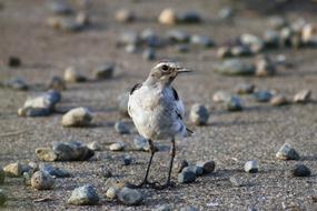 Cute, colorful and beautiful bird on the sand, among the rocks