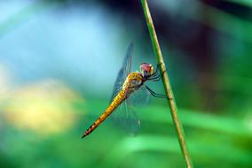 Dragonfly Bug Insect at nature