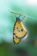 Butterfly with insect net