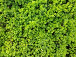 Needles Conifer Close Up