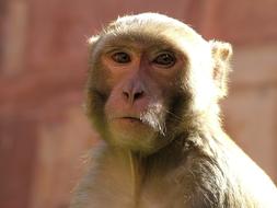 Portrait of the cute and beautiful monkey in sunlight