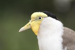 exotic Bird in Zoo