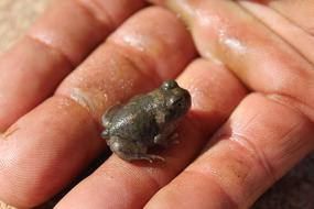 Frog on Hand