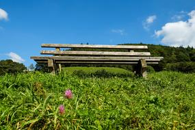 wooden bench, purple clover, green grass