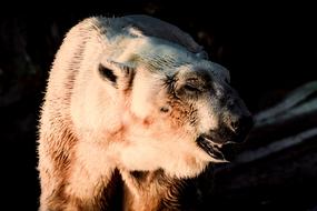 Polar Bear Animal at Wildlife