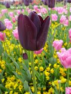 Purple tulip among the colored flowers
