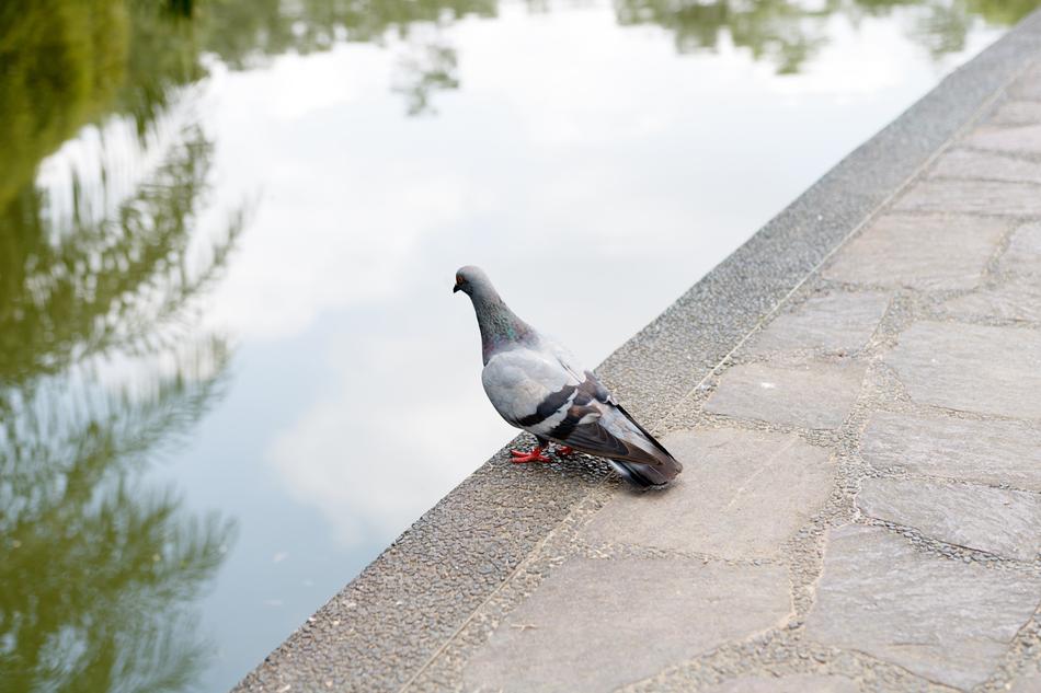 dove sits on the embankment by the lake