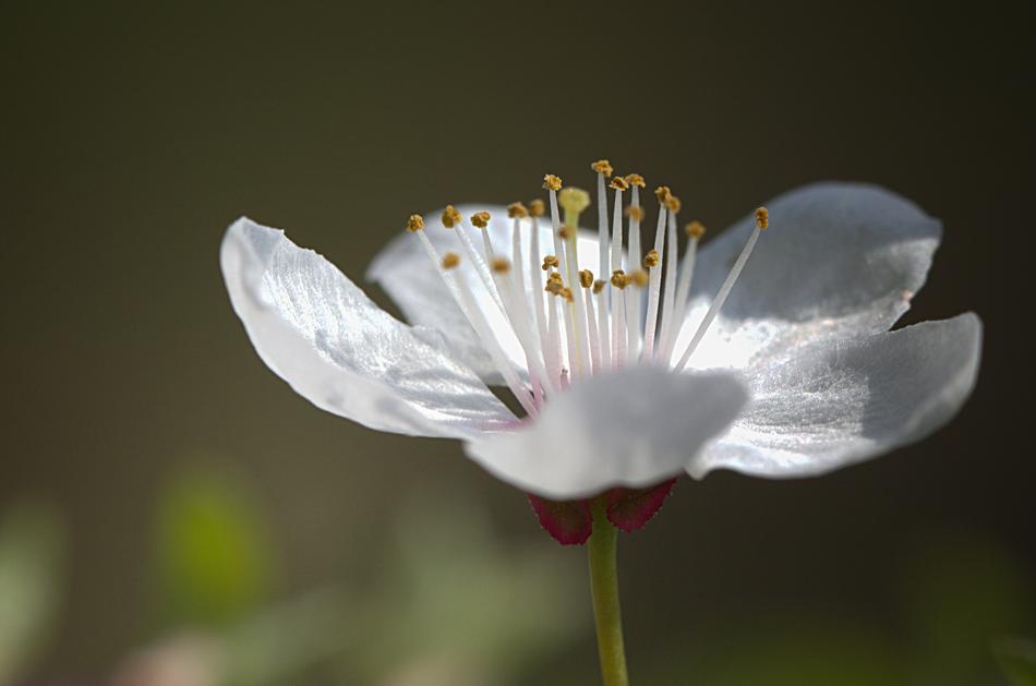Flower Nature Plant