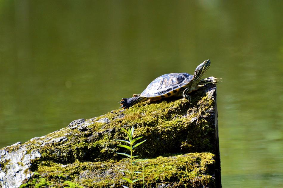 Turtle Reptile Water