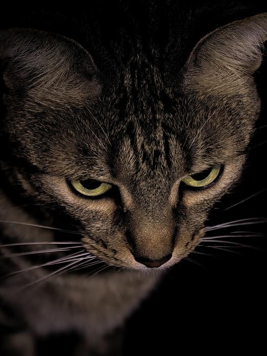 head of Cat Night