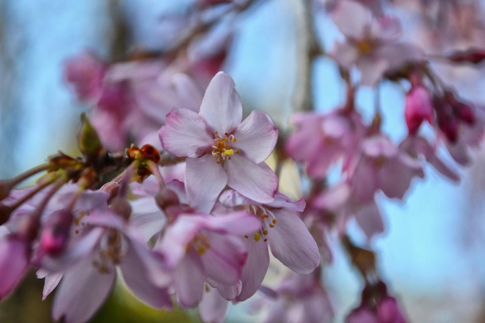 purple pink sakura buds