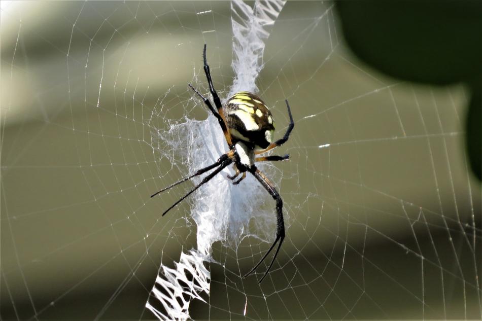 Insect Spider Colorful