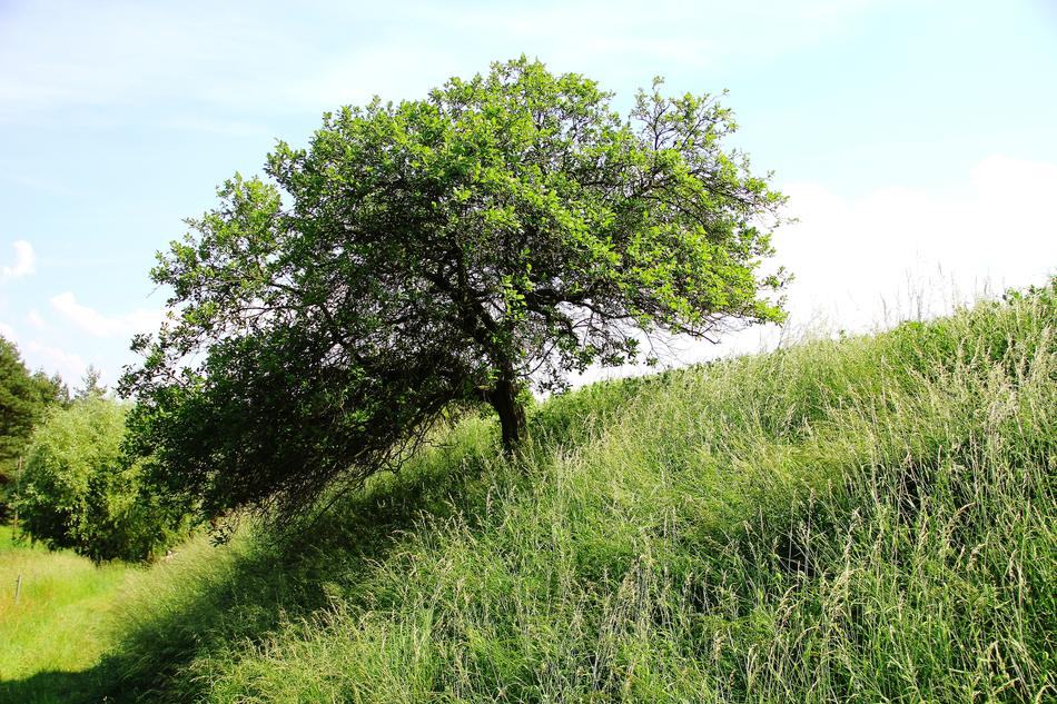 Grove Of Trees Landscape Nature