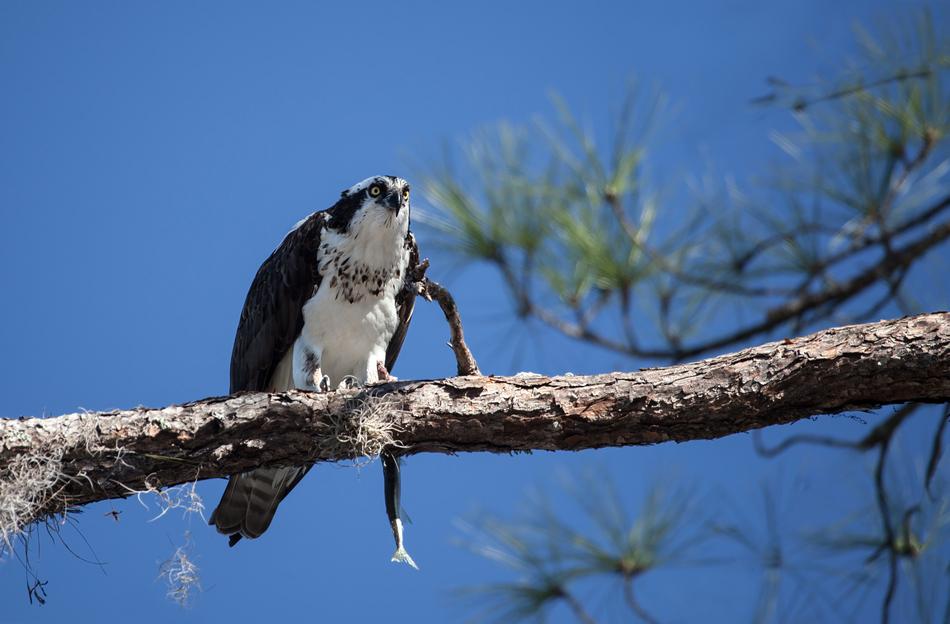 Osprey Adler Bird on brach