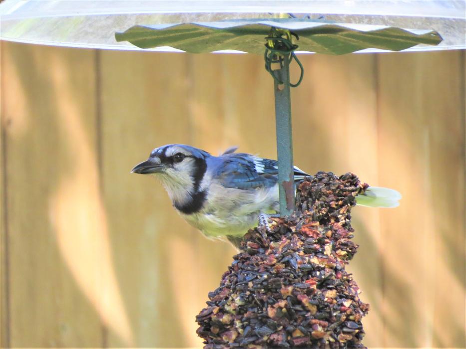 Beautiful and cute blue jay bird on the nest