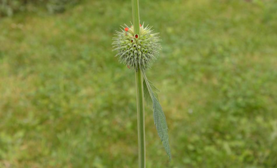prickly flower on a stem