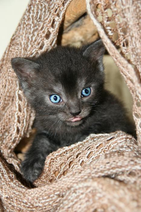 Cat Kitten in Scarf