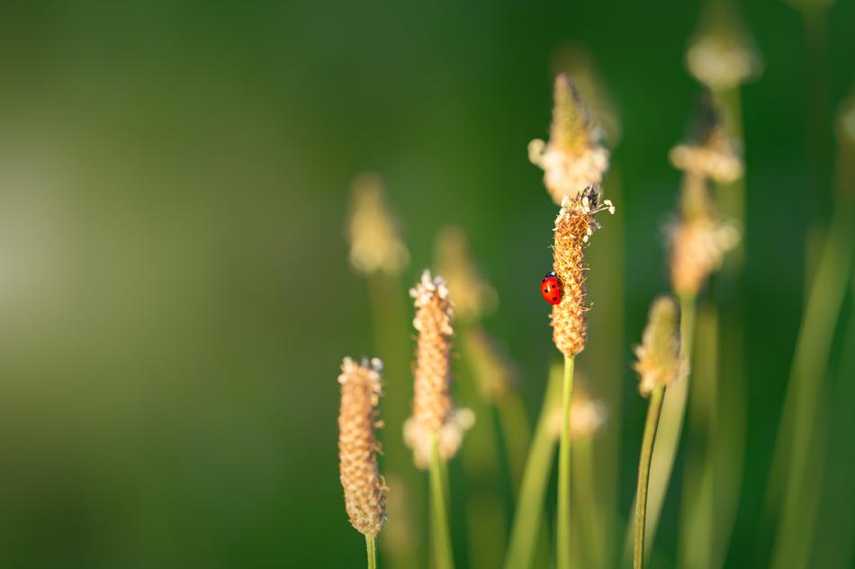 Ladybug flowers Background