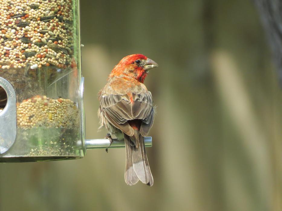 Close-up of the beautiful and cute, scarlet and gray bird on the feeder