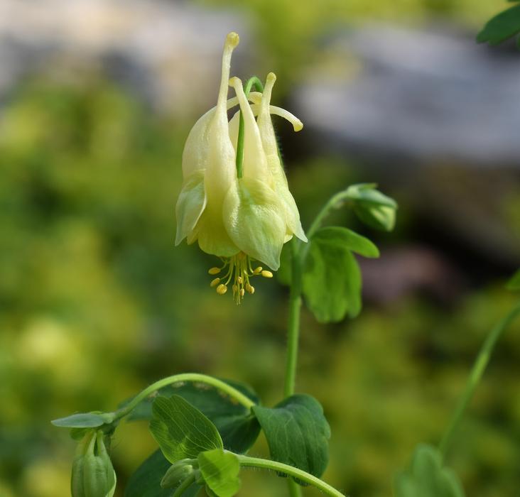 Yellow Columbine free image download