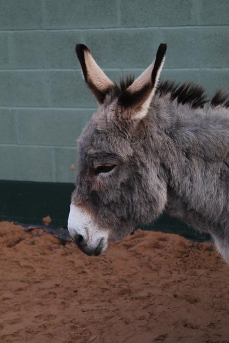 Profile portrait of the cute and beautiful, colorful donkey, near the wall