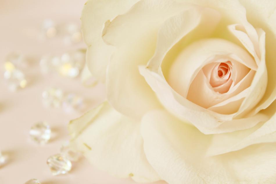 background invitation rose