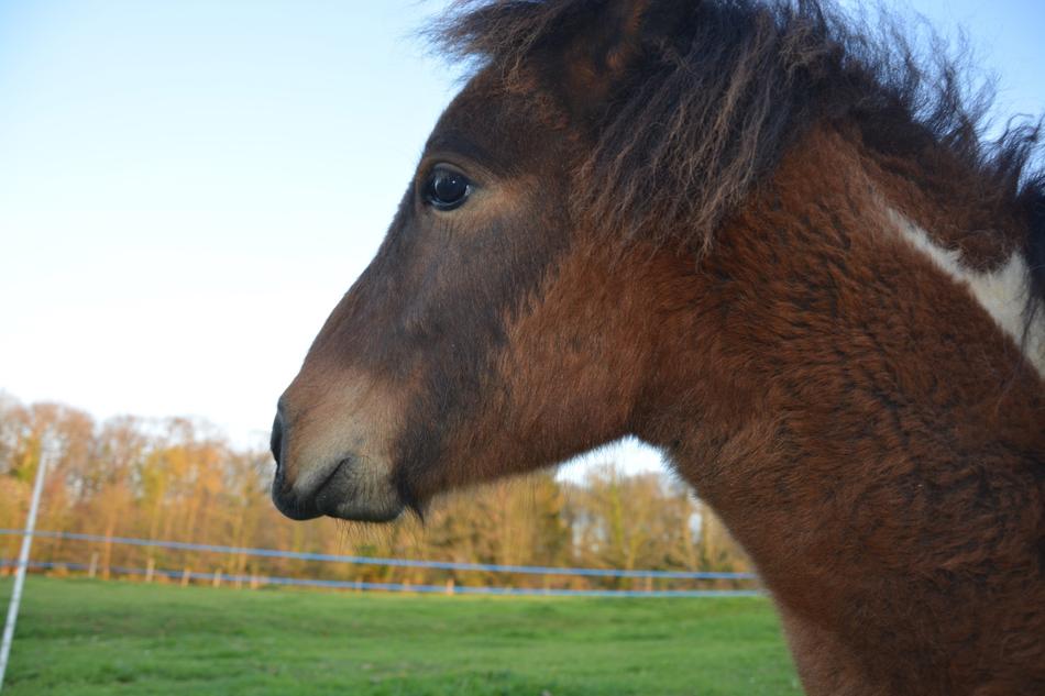 Equines Pony Animal at farm