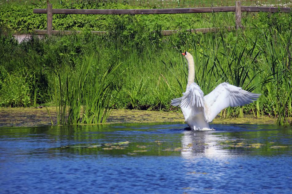 beautiful white swan near the grass in the lake