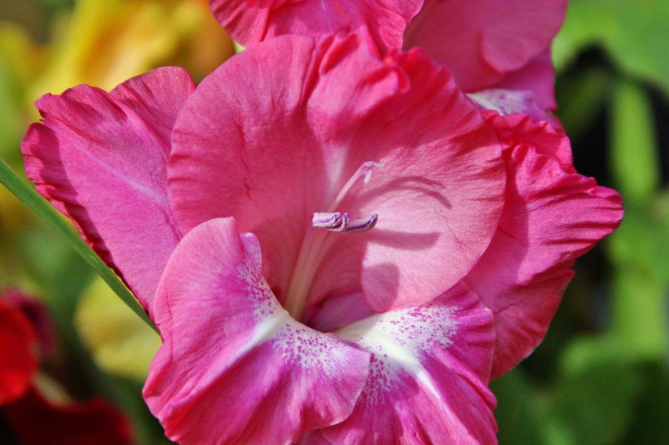 Gladiolus Gladidus Butterfly