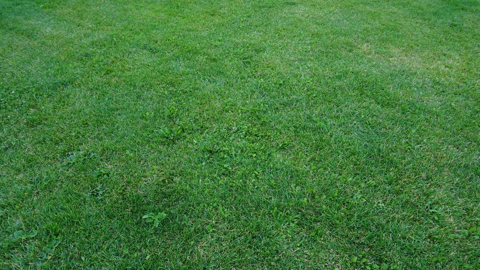 Lawn Grass Green