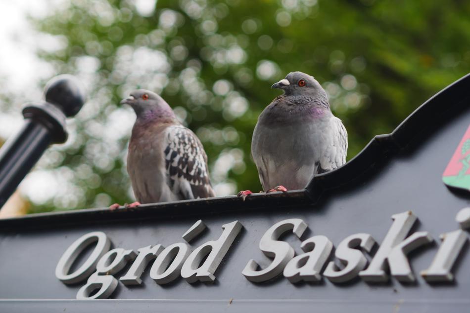 Dove The Saxon Garden Birds