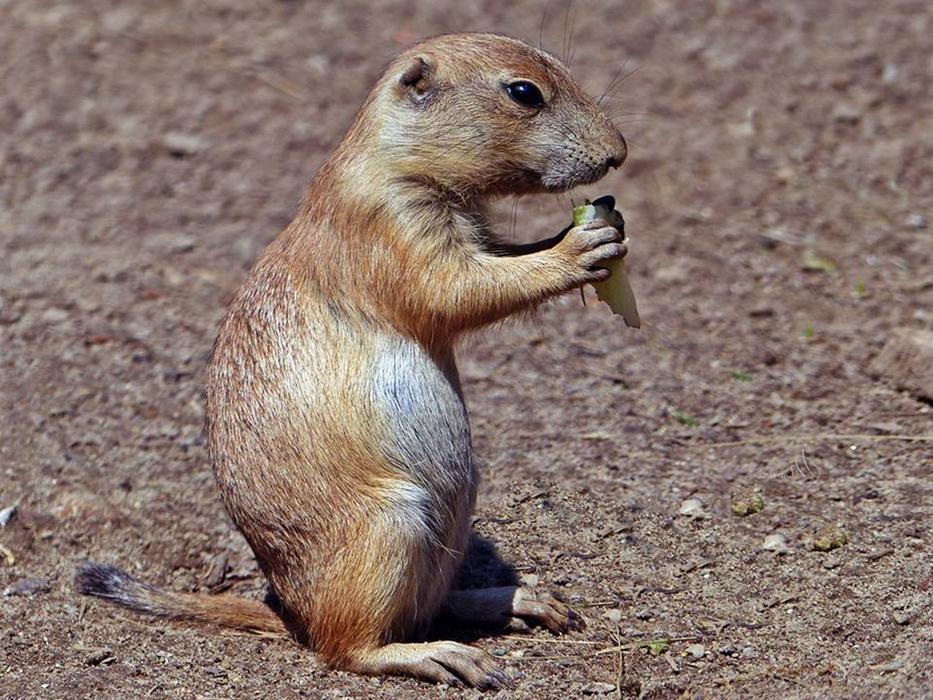 Prairie Dog Fauna small Animal