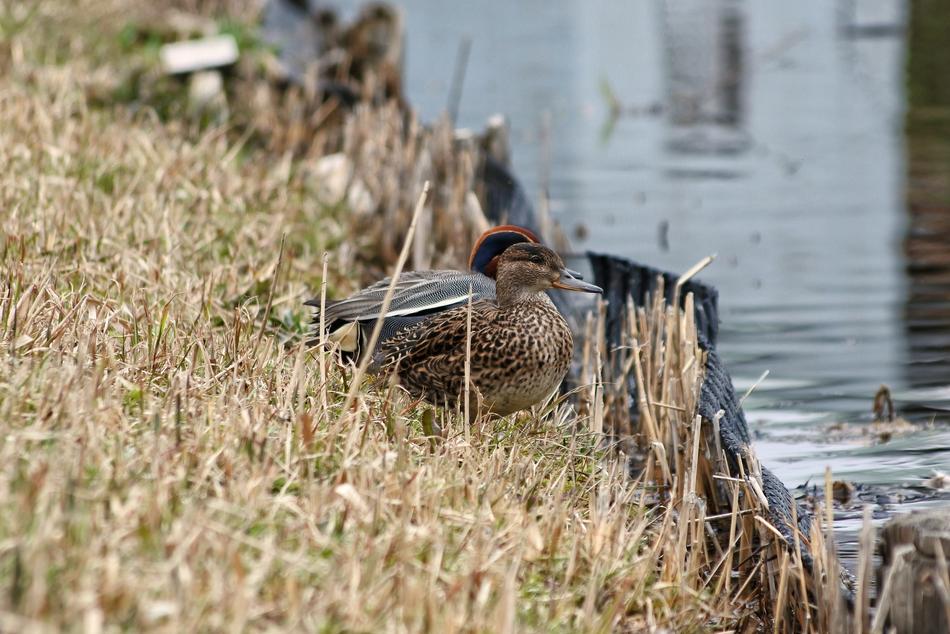 cute couple of ducks sitting by the lake