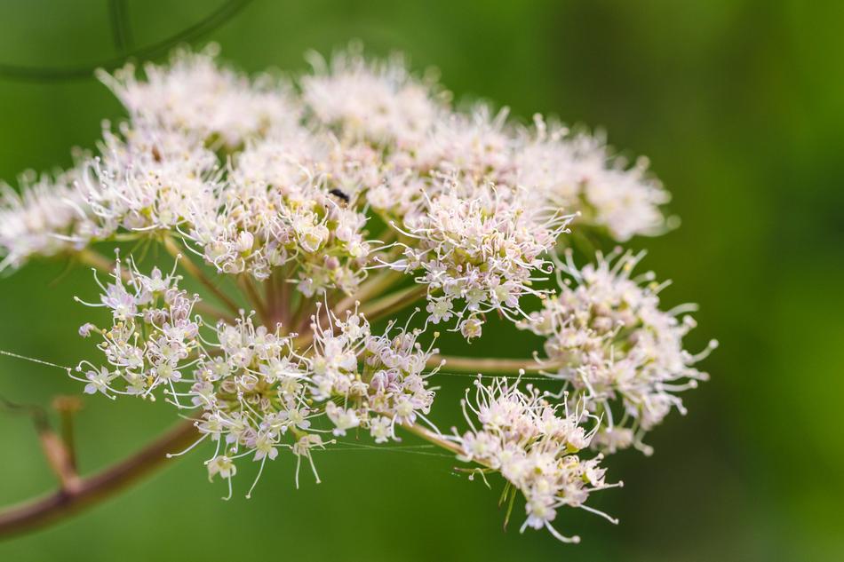 Wildflower Flower Nature