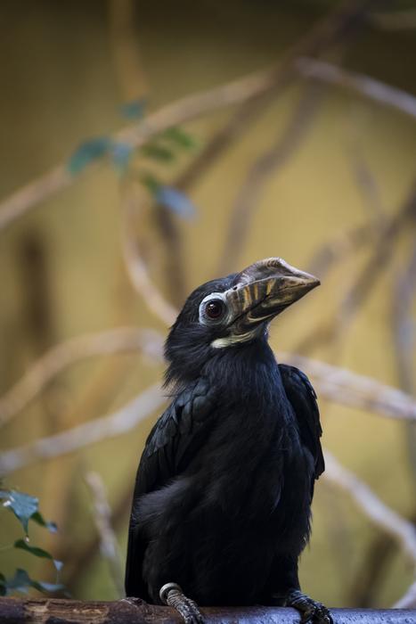 Penelopides Tariktik-Horn Bird